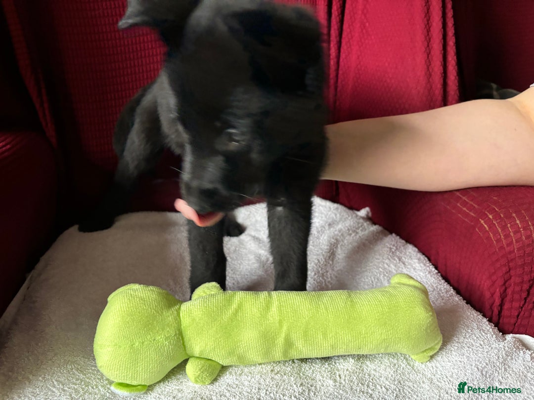 German Shepherd dogs for sale: Beautiful Black German Shepherd Puppies - Image 11