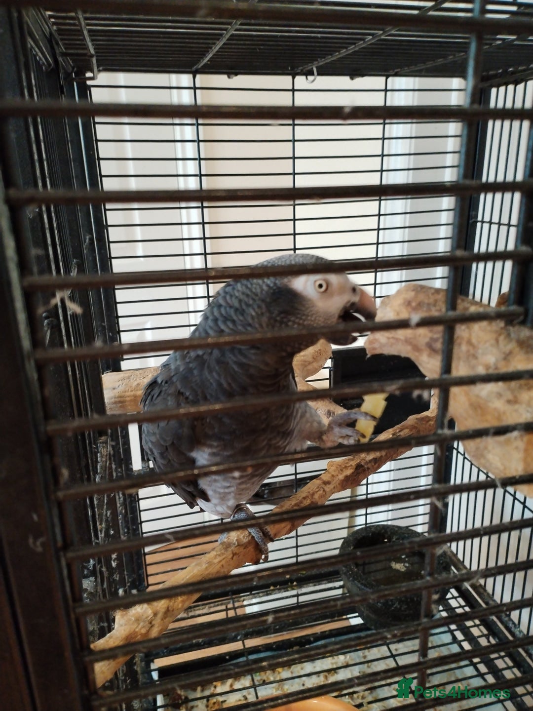 Parrots birds for sale: African grey for sale - Image 1