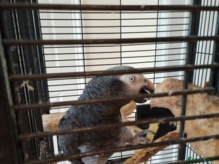 Parrots birds for sale - Advert 1