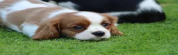 Cavalier King Charles Spaniel dogs for sale: Beautiful Cavalier King Charles Spaniel puppies - Advert 6