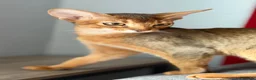 Abyssinian cats for sale: Gorgeous Abyssinian ruddy girls🤎❤️ - Advert 13