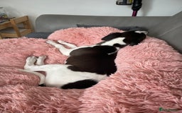 Whippet dogs for sale: KC Registered Whippet Puppies - Image 13