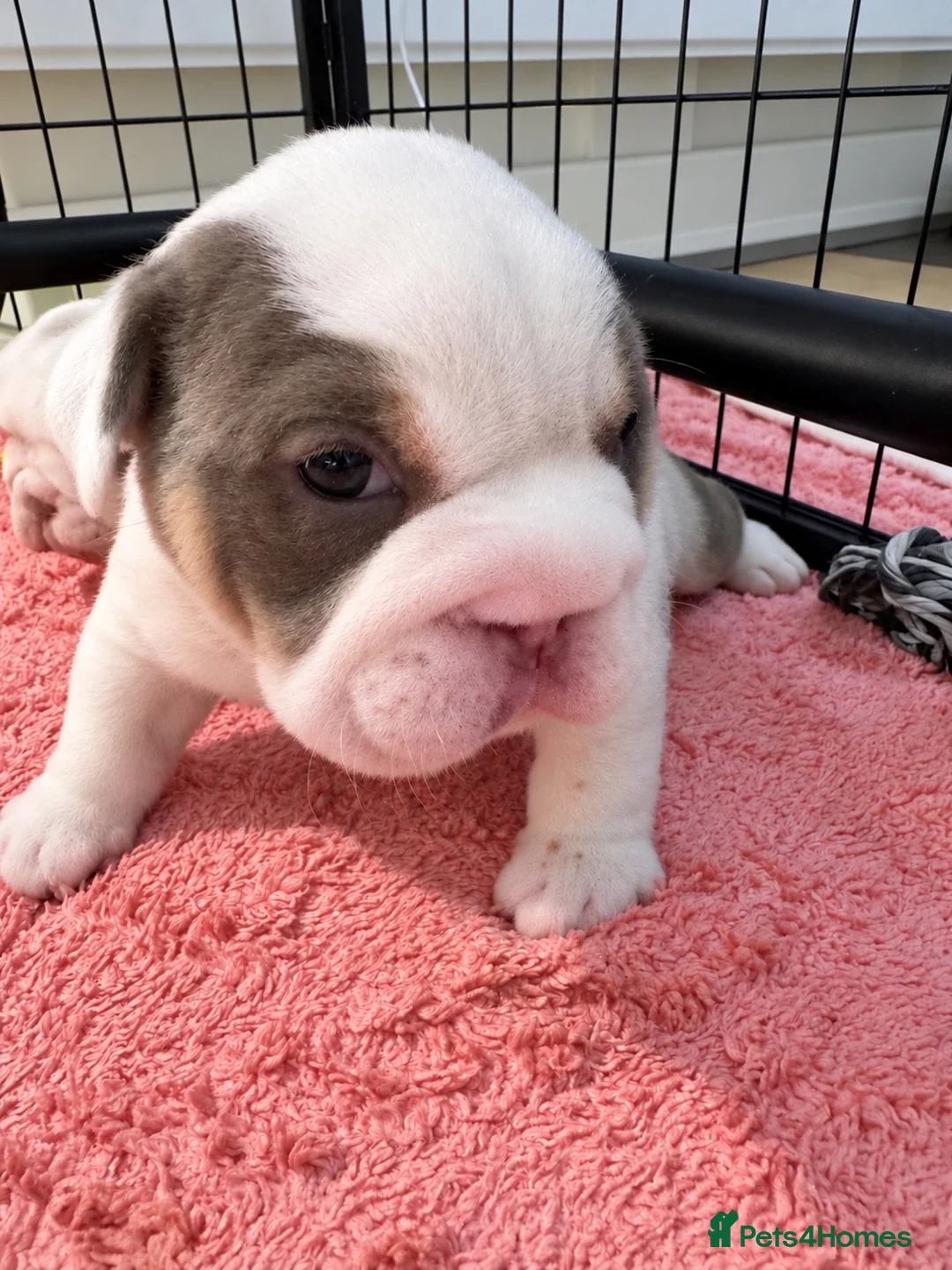 English Bulldog dogs for sale: English bulldog puppies  - Advert 2