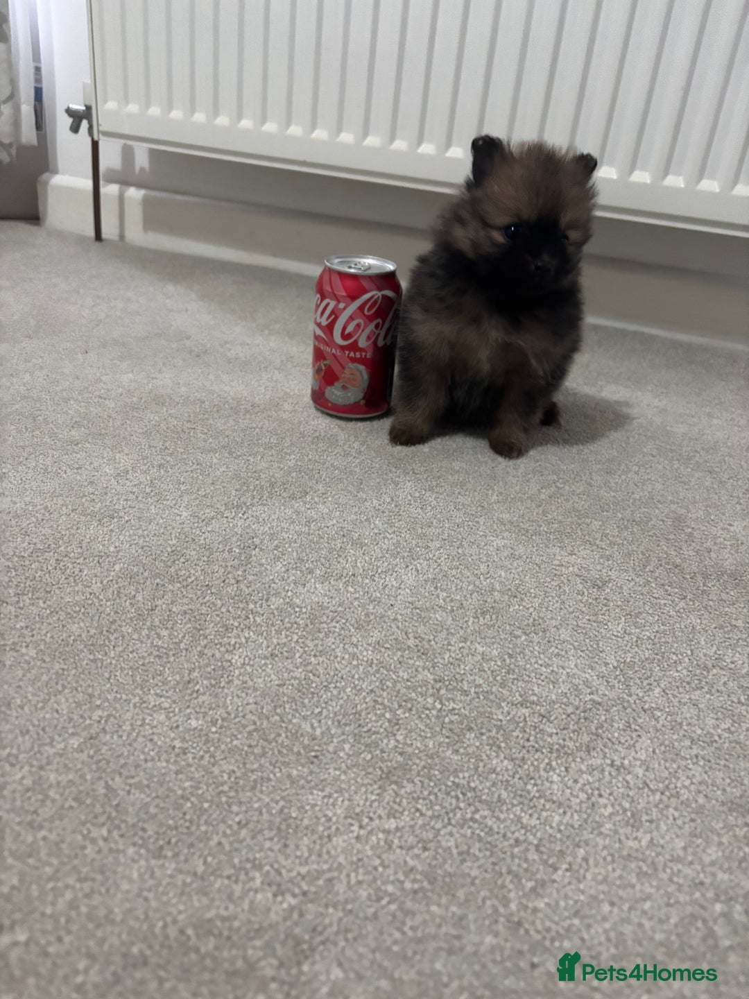 Pomeranian dogs for sale: Small Pomeranian puppies  - Advert 6