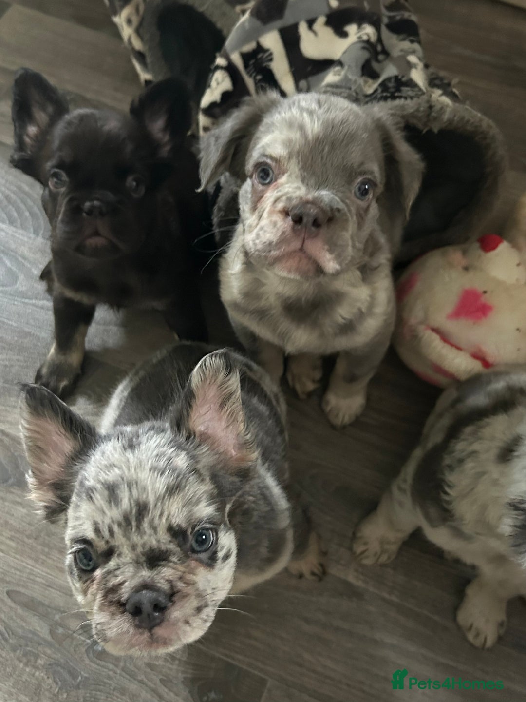 French Bulldog dogs for sale: 🐾Ready now 🔥Fluffy French bulldogs🔥🐾 in Rotherham - Image 9