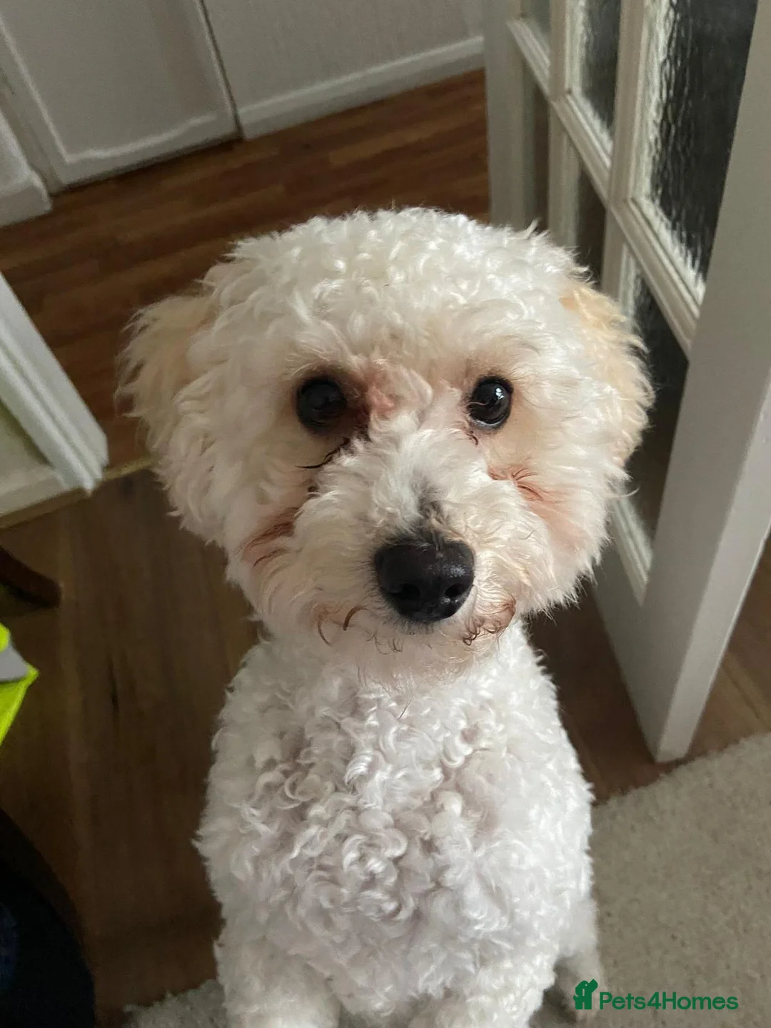 Toy Poodle dogs for sale: Exceptional Toy Poodle Male – Home-Raised, Healthy - Advert 3