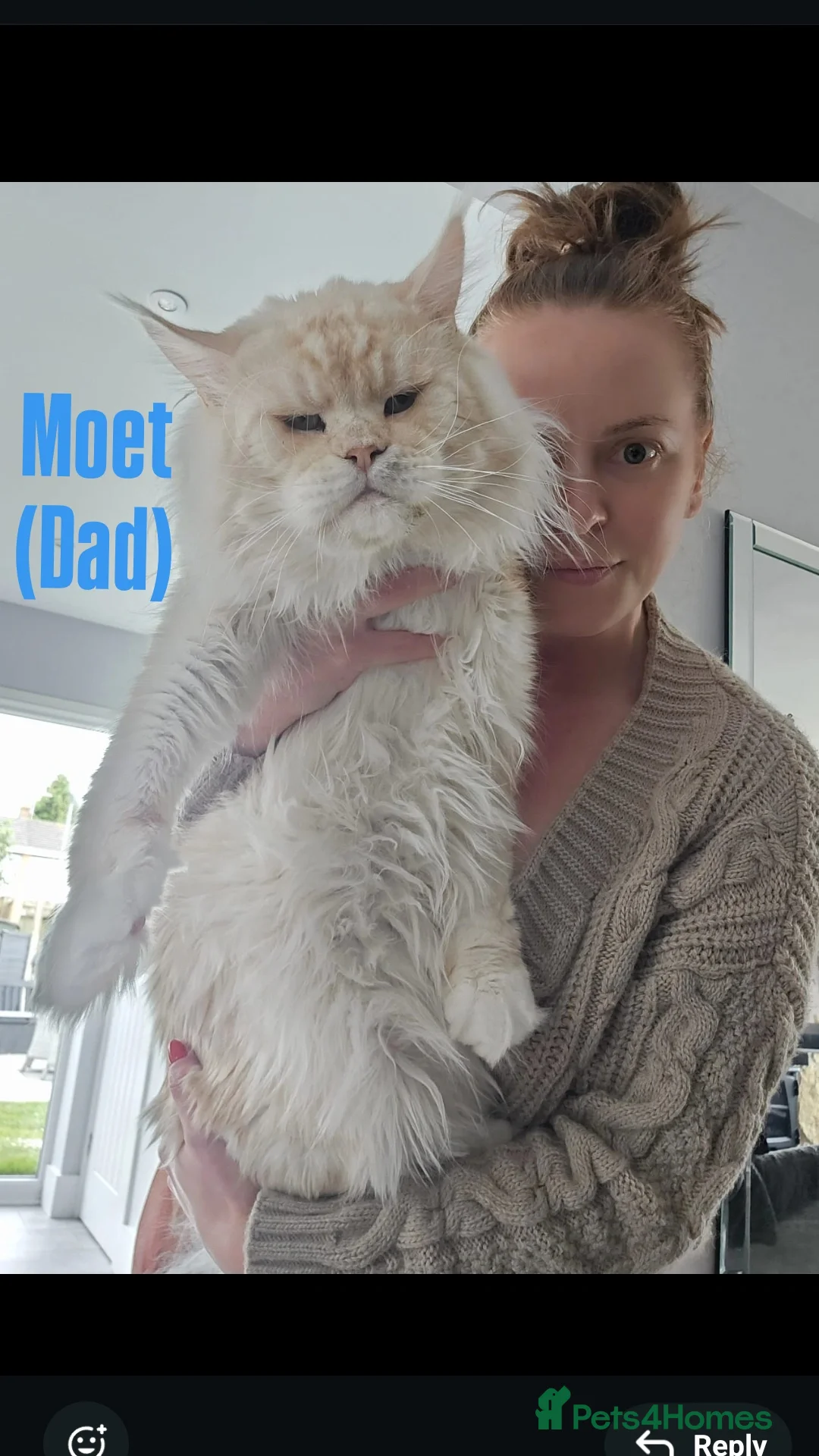 Maine Coon cats for sale: Rare Pure Breed Mainecoon Kitten - Advert 9