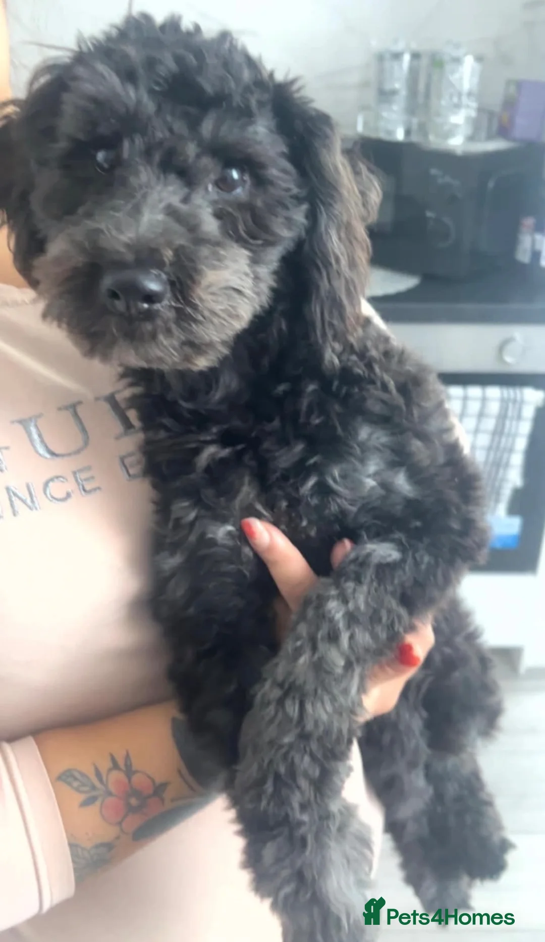 Cockapoo dogs for sale: Milley in Leeds - Advert 1
