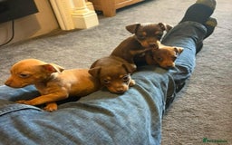 Jack Russell dogs for sale: Beautiful miniature jack russell puppies  - Image 7