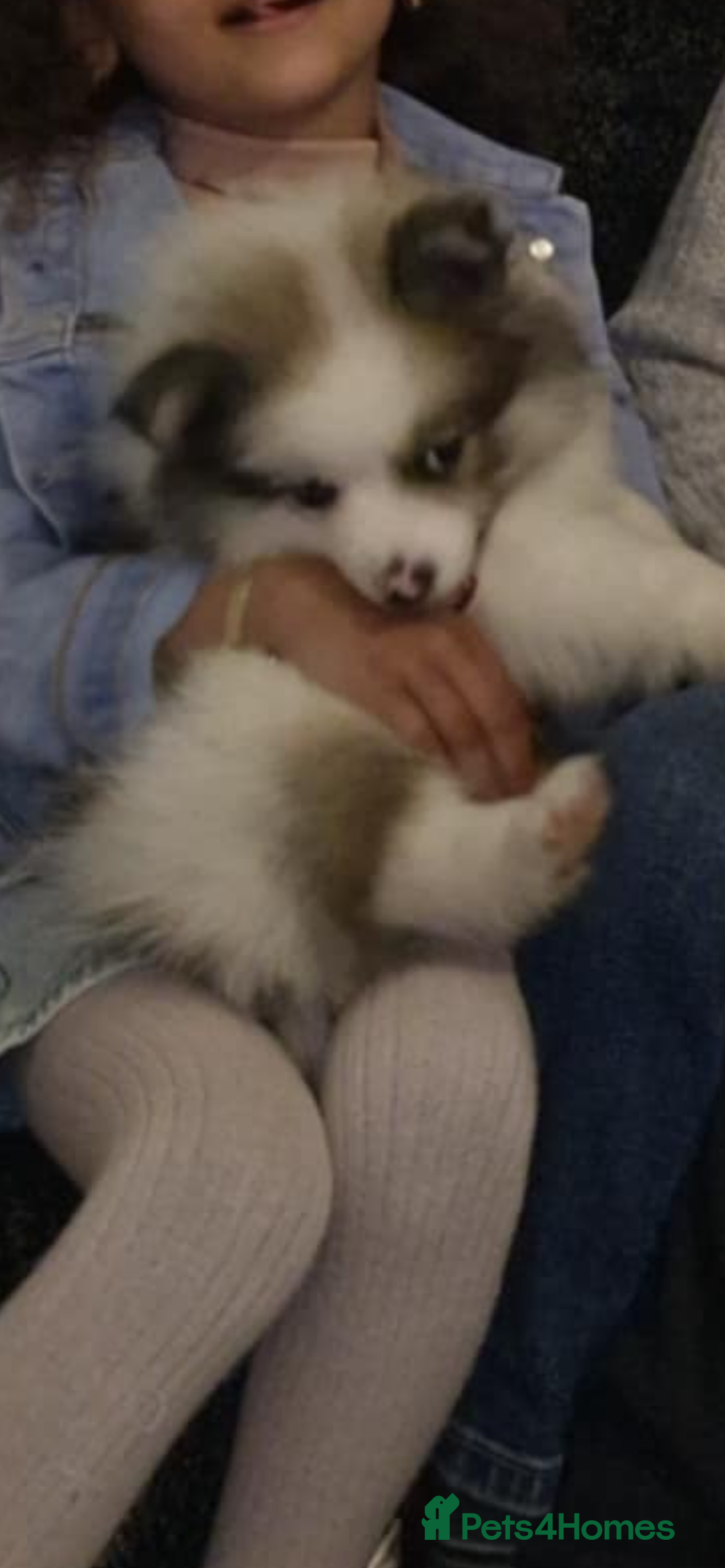 Pomeranian dogs for sale: Girl Pomeranian - Image 2