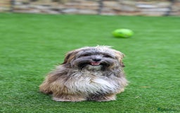 Mixed Breed dogs for adoption: Gilbert the hypoallergenic dog - Image 14