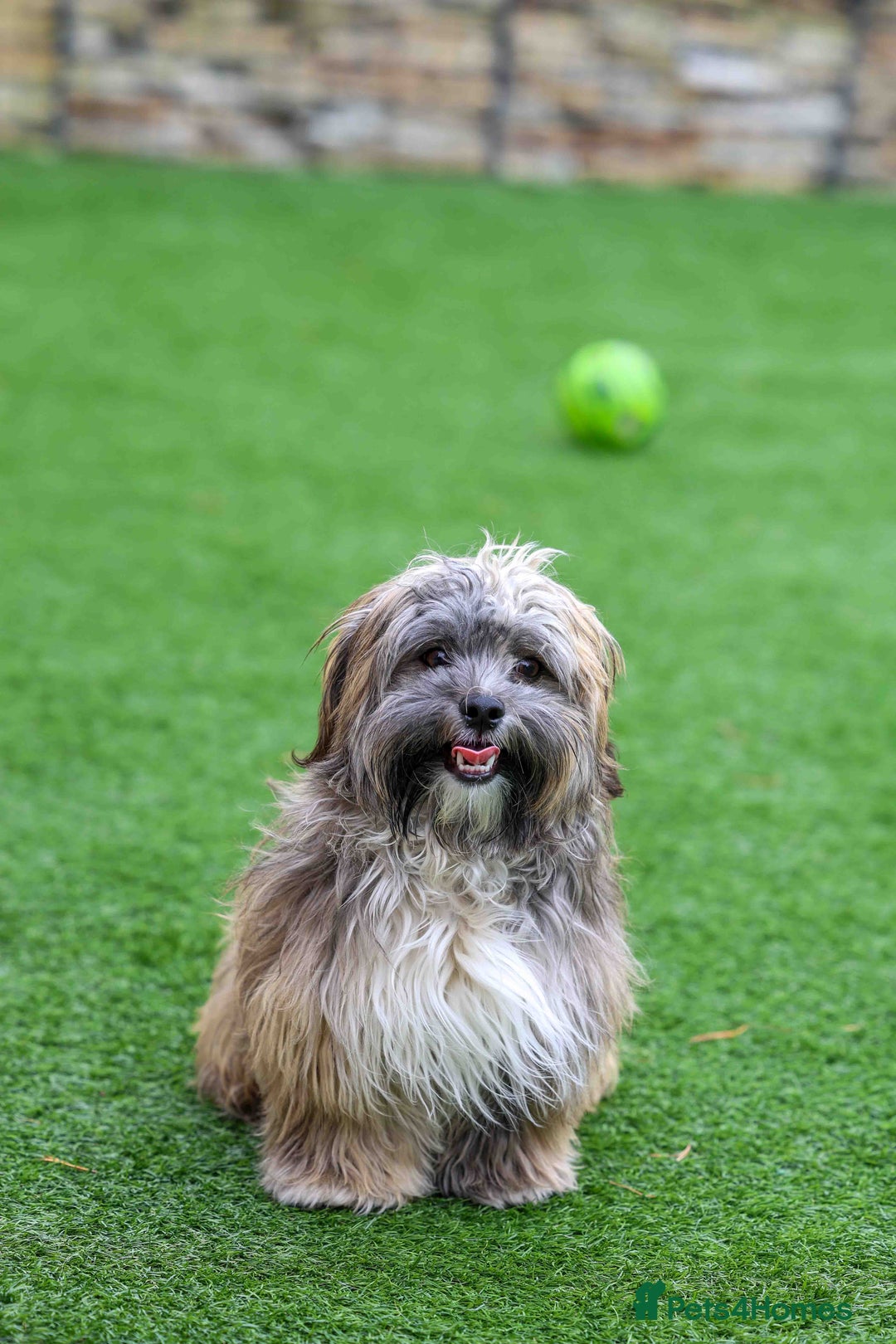 Mixed Breed dogs for adoption: Gilbert the hypoallergenic dog - Image 14