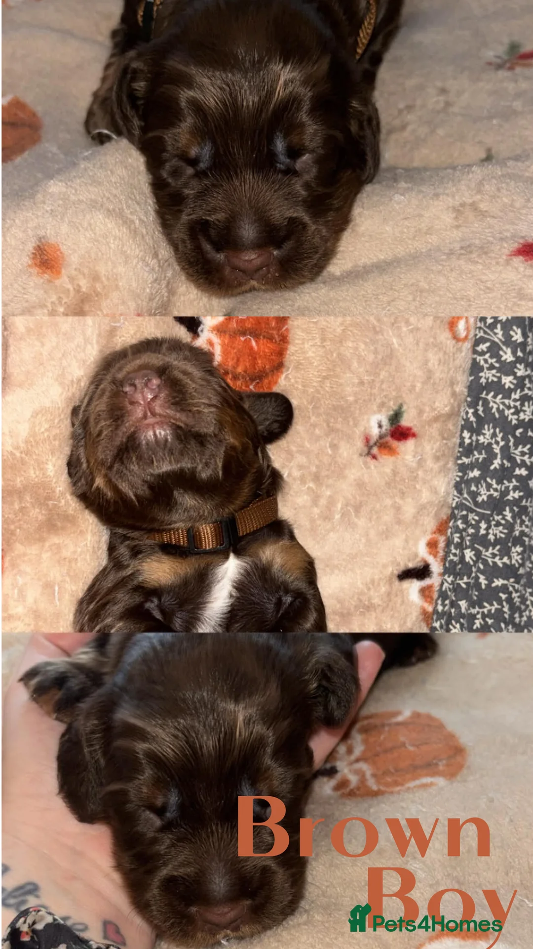 Cocker Spaniel dogs for sale: 🐾 Beautiful working cocker spaniel puppies 🐾  - Advert 2