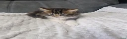 Siberian cats for sale: Lovely kittens in Ashford - Advert 12