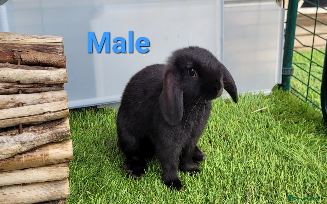 Mini Lop rabbits for sale: Beautiful Mini Lops - READY TO LEAVE - Image 11
