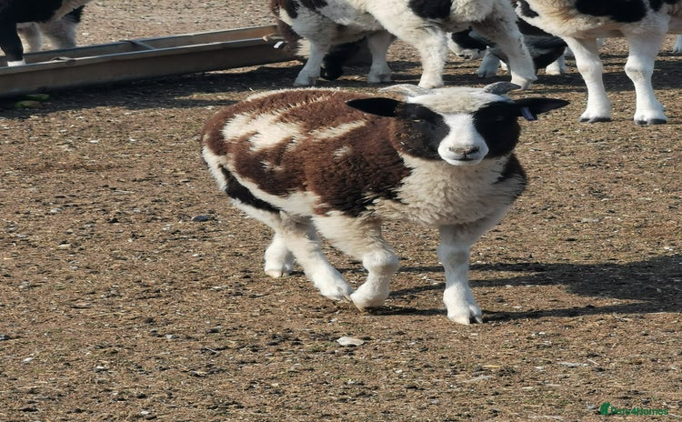 Sheep livestock - Advert 1