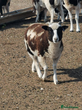 Sheep livestock - Advert 15