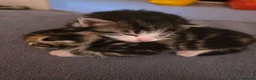 Mixed Breed cats for sale: FREE # 3 male / 1 female / Mother # FREE - Advert 2