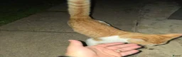 Domestic Shorthair cats for sale: Domestic in Wolverhampton - Advert 9