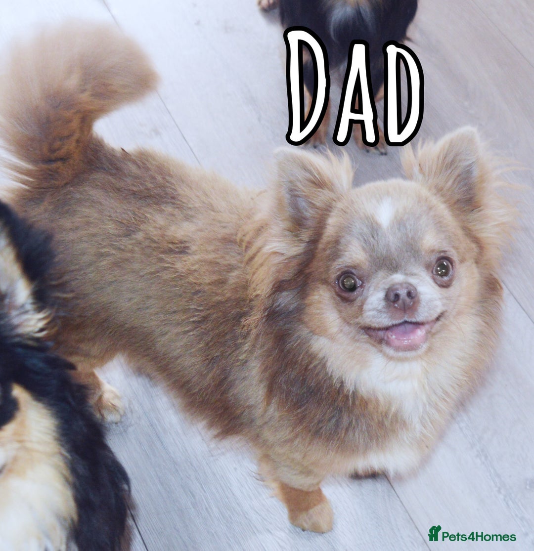 Chihuahua dogs for sale: KC REG LONGCOAT CHIHUAHUA HEALTH TESTED PARENTS  - Image 5