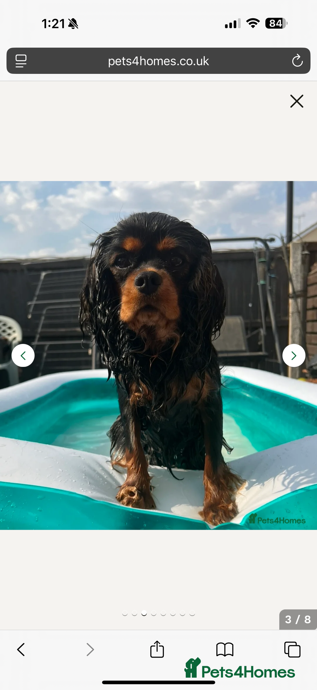 Cavalier King Charles Spaniel dogs for sale: Ruby boys kc cavalier King Charles puppies  - Image 26
