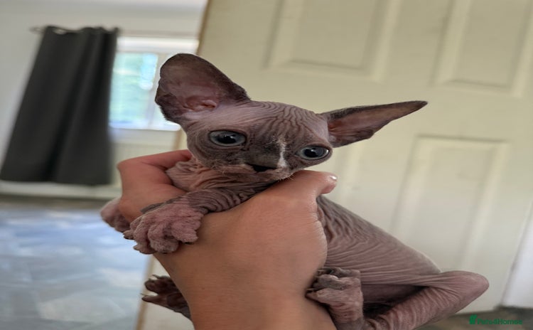 Sphynx cats - Advert 15