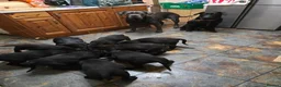 Mixed Breed dogs for sale: Labrador X Cane Corso Puppies READY NOW - Advert 3