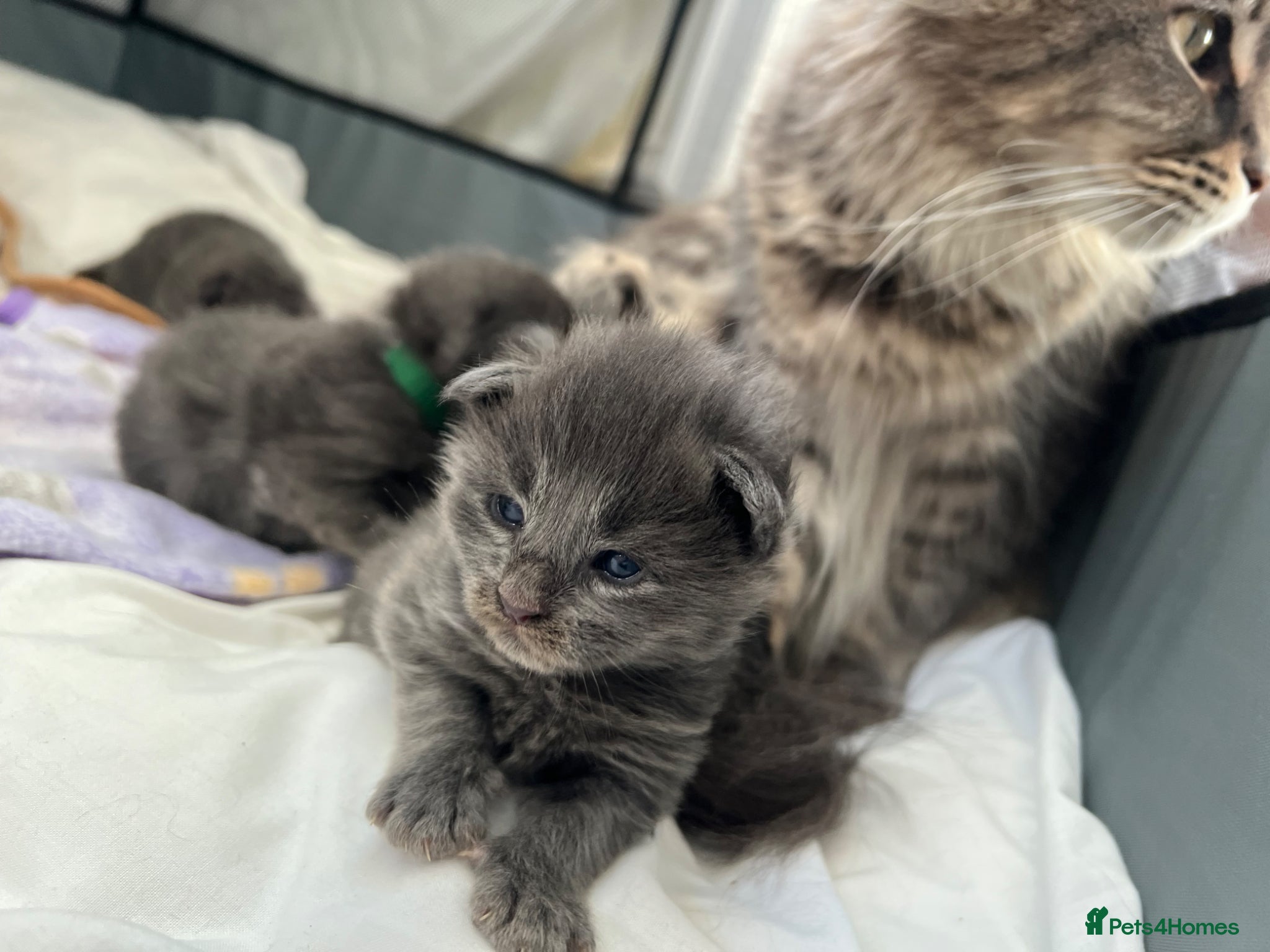 Maine Coon cats World Champion TICA kittens - Advert 7