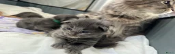 Maine Coon cats for sale: World Champion lineage TICA kittens - Advert 1