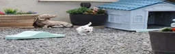 West Highland Terrier dogs for sale: West Highland Terrier Puppy Girls - Advert 14