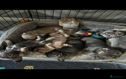 French Bulldog dogs for sale: Fluffy French bull dogs for sale - Image 1