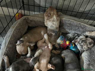 French Bulldog dogs - Advert 15