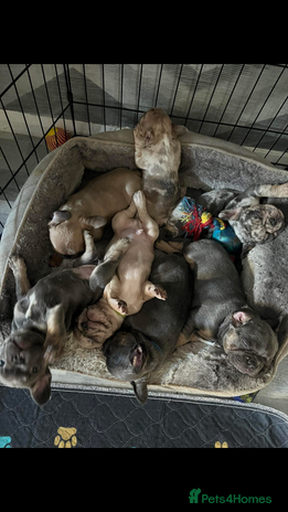 French Bulldog dogs - Advert 4