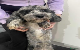 Cavapoo dogs for sale: Cavapoo girl - Image 3