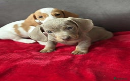 Miniature Dachshund dogs for sale: Beautiful miniature dachshund  - Image 12