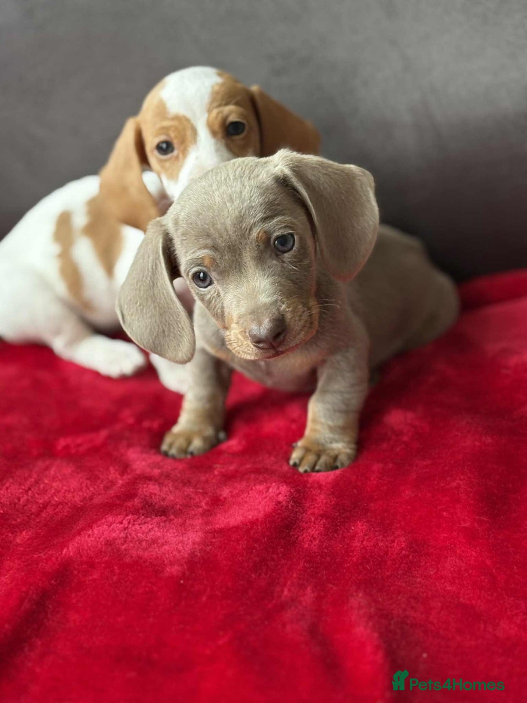Miniature Dachshund dogs for sale: Beautiful miniature dachshund  - Image 12