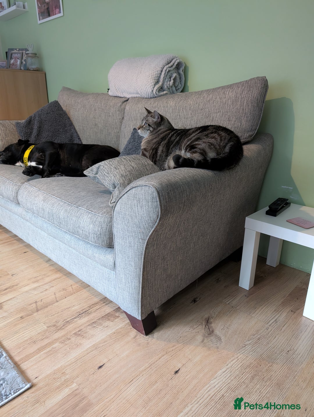 Mixed Breed cats for sale: Beautiful Calico & Siamese/Bengal cross cats - Advert 2