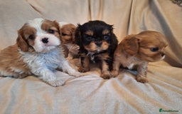 Cavalier King Charles Spaniel dogs for sale:  KC, Health Tested, ready to leave now  - Advert 11