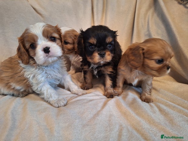Cavalier King Charles Spaniel dogs - Advert 4