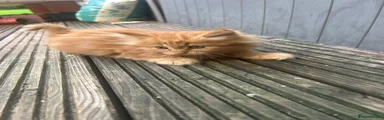 Mixed Breed 1