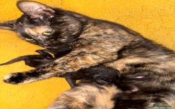 Mixed Breed cats for sale: Two black girl kittens  - Image 4