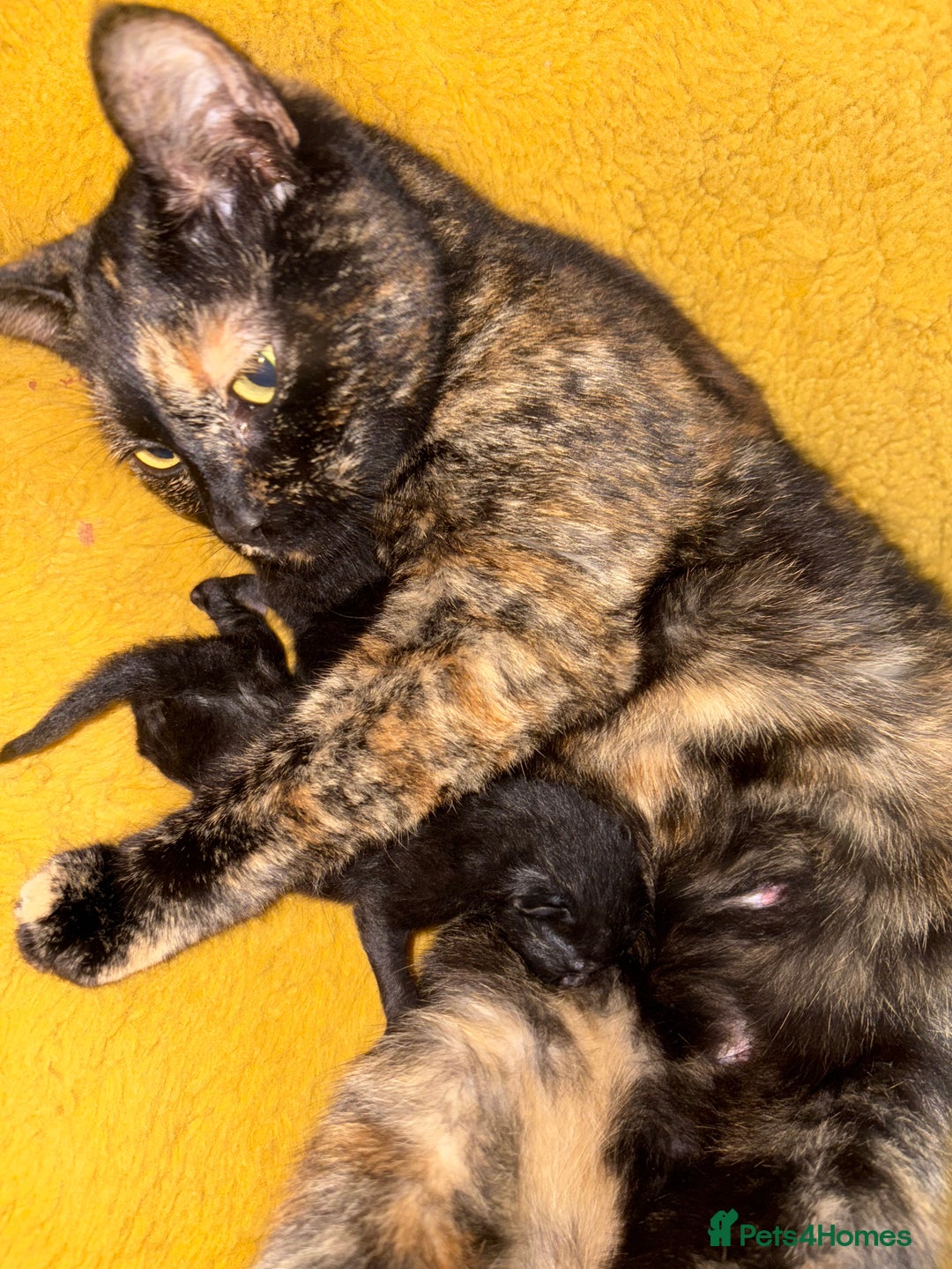Mixed Breed cats for sale: Two black girl kittens  - Image 4