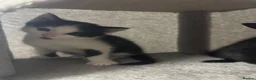 Domestic Shorthair cats for sale: 5 kittens available for their forever home 🩷💙 - Advert 24