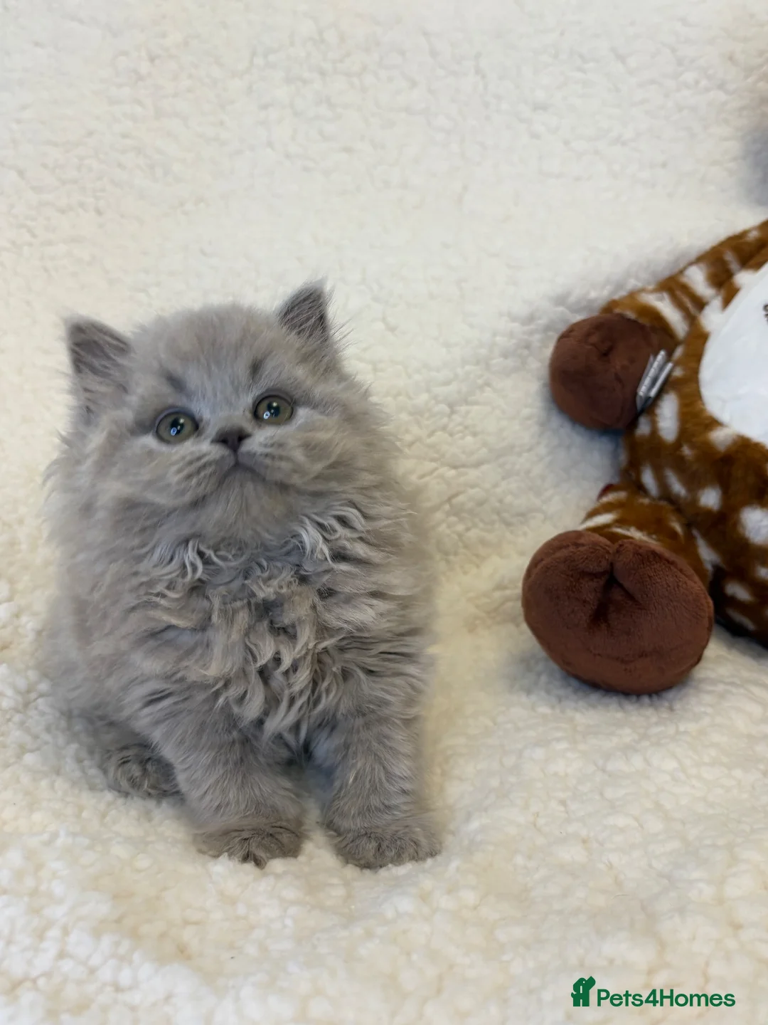 British Longhair cats for sale: Champ parents. British longhair m lilac. GCCF reg - Advert 1