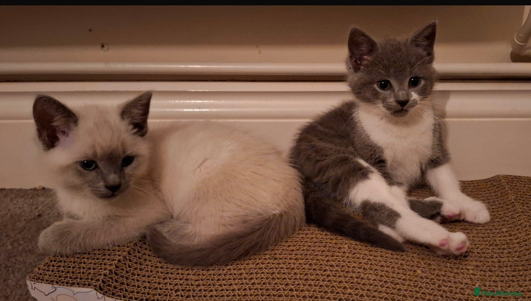 Mixed Breed cats for sale: Shorthair/Bengal/Ragdoll Mixed Breed - Advert 4