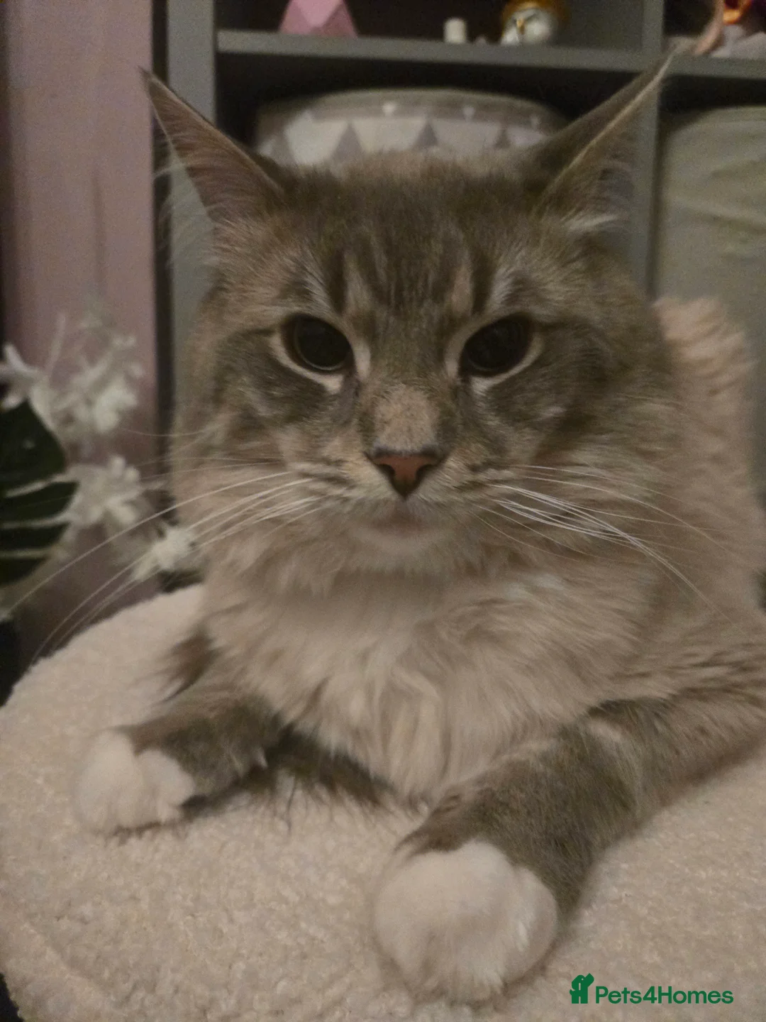 Ragdoll cats for sale: Seven gorgeous purebred ragdoll mitted kittens  - Advert 6