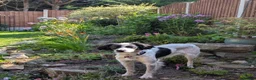 English Setter dogs for adoption: Pria - Setter x collie - Advert 4