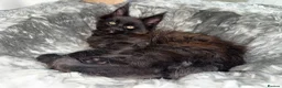 Maine Coon cats for sale: 🐾Tica registered Maine Coon Kittens Available 🐾 - Advert 4