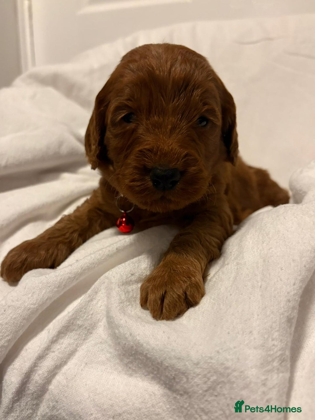 Cockapoo dogs for sale: Deep Red Cockapoos - Advert 11