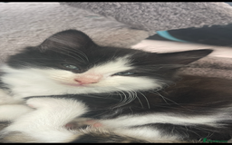 Maine Coon cats for sale: Beautiful chocolate and white male kitten  - Image 4